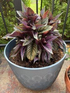 Persian Shield