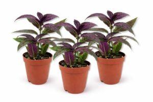 Three Persian Shield plants in small terracotta pots, featuring iridescent purple and green foliage, isolated on a white background.