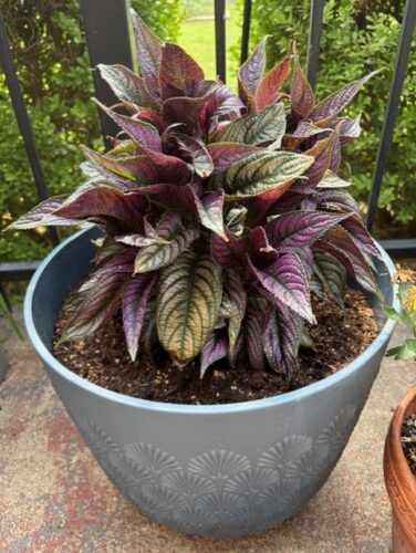 Persian Shield